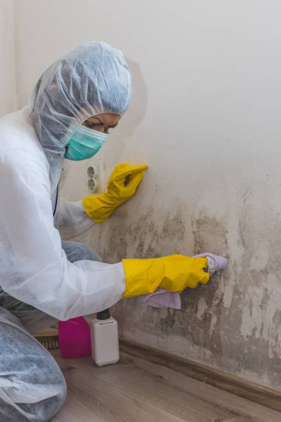 Best Mold-Related Health Consultation  in Phoenix, AZ